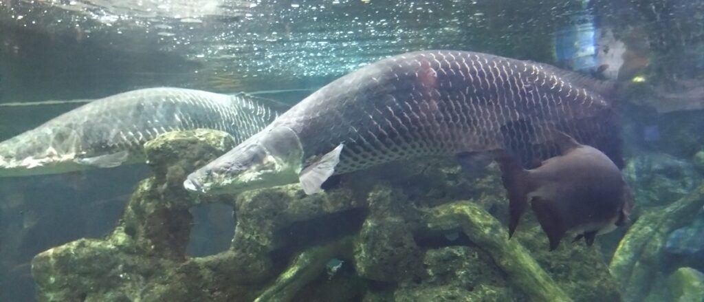 【ハノイ観光の穴場を総まとめ】定番＆誰も知らないスポットも　水族館